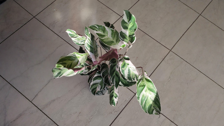 Calathea White Fusion con bordi marroni: la foglia si legge come una mappa