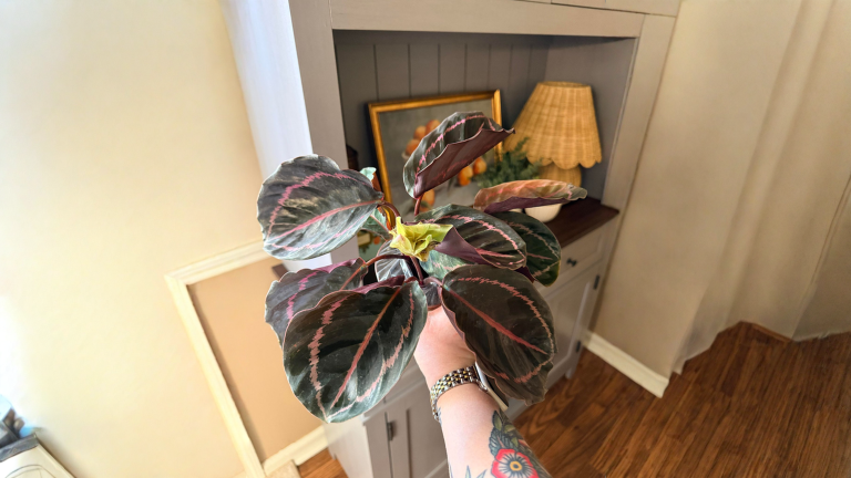 Calathea con foglie abbassate: come capire in 12 ore se è normale o è stress