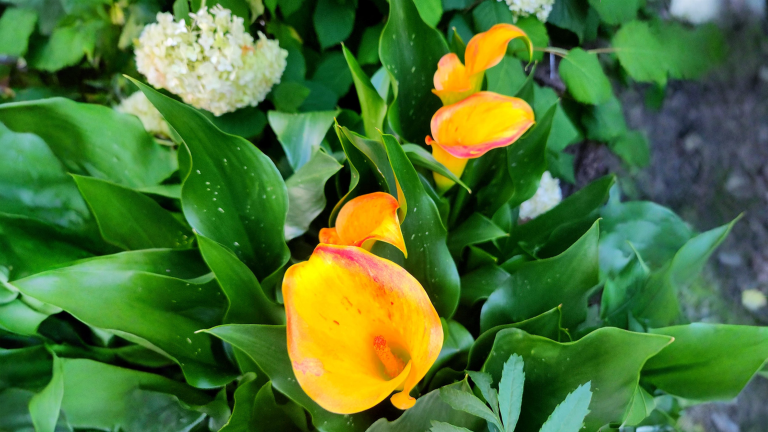 Calle colorate e calla bianca: due piante opposte, ecco come non sbagliare più