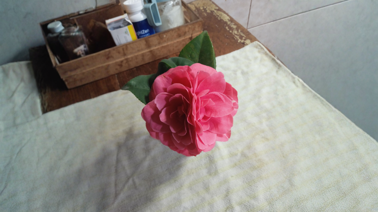 Camelia con il fiore dentro il fiore: cosa significa davvero e come leggerlo