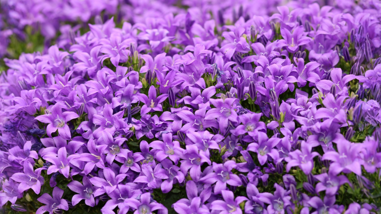 Campanula dei muri: perché fiorisce meglio in una crepa che in vaso