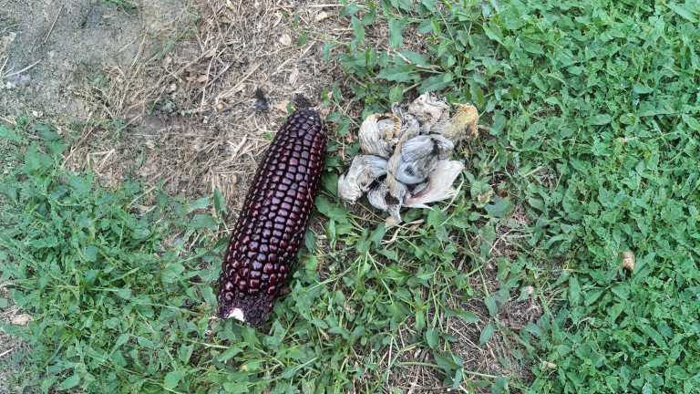 Carbone del mais: le galle grigie sulla pannocchia sono huitlacoche o spore? Il test del taglio