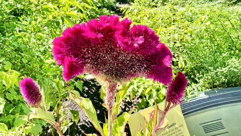 Celosia cresta di gallo: il fiore che sembra un cervello di velluto e come coltivarlo in Italia