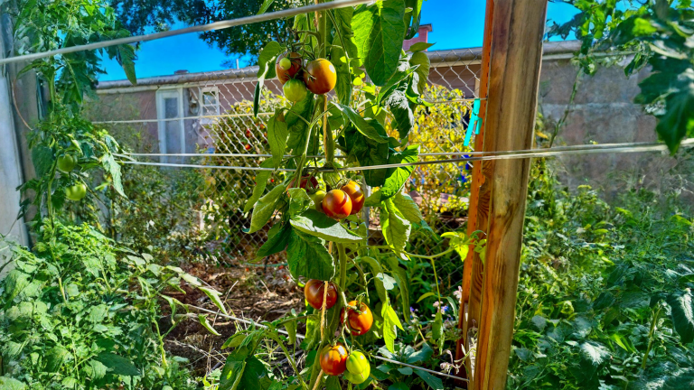 Cimatura pomodori a fine stagione: quanti grappoli la pianta riesce davvero a maturare