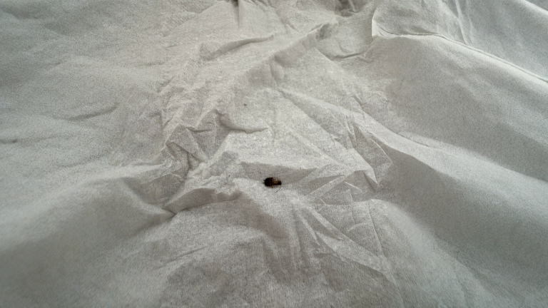 Cimice dei letti in hotel: i 5 minuti di controllo che salvano la camera da letto