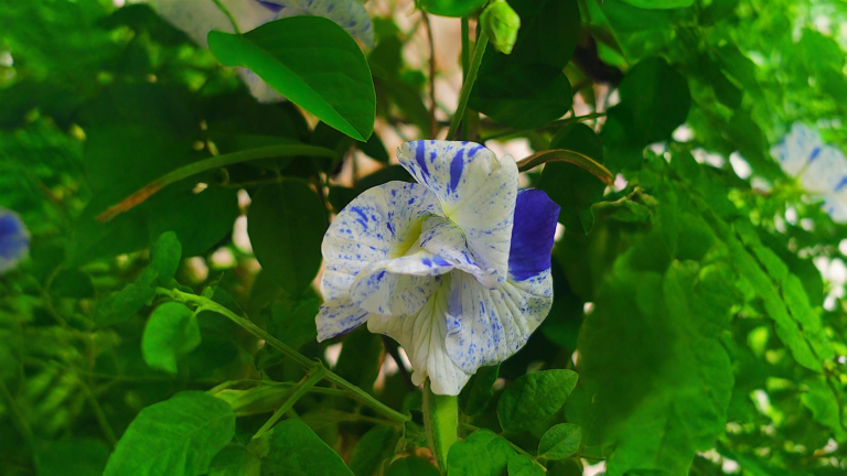 Clitoria ternatea: il fiore blu che diventa rosa con il limone e come coltivarlo in vaso sul balcone