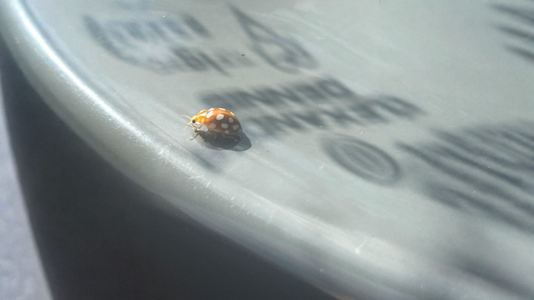 Coccinella asiatica in casa: come riconoscerla in 10 secondi e perché a ottobre assedia i vetri