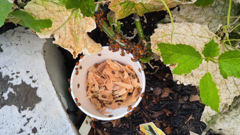 Coccinelle contro afidi: perché volano via in 48 ore e come convincerle a restare in giardino