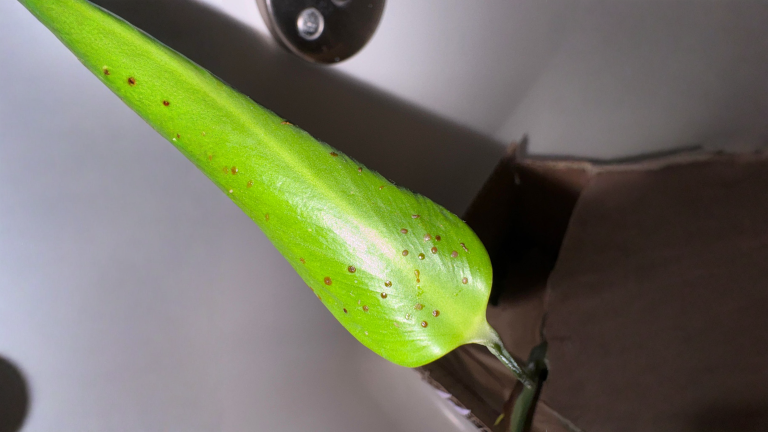 Cocciniglia a scudetto sulle piante d'appartamento: come riconoscerla in 60 secondi e quando conviene buttare la pianta