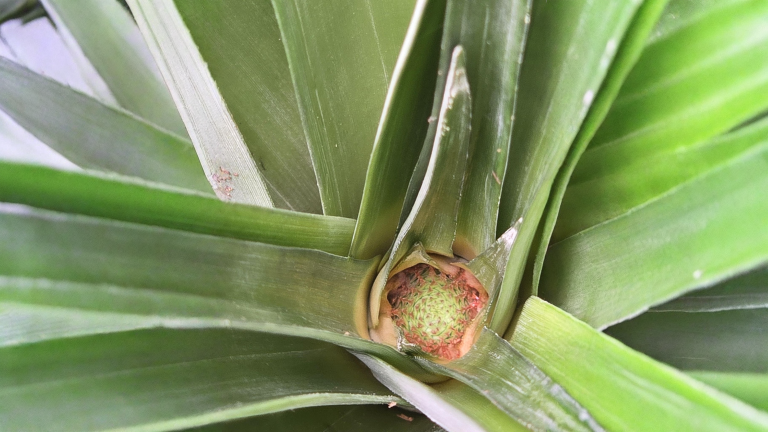 Coltivare ananas in vaso dal ciuffo: come farlo fiorire e quando raccogliere
