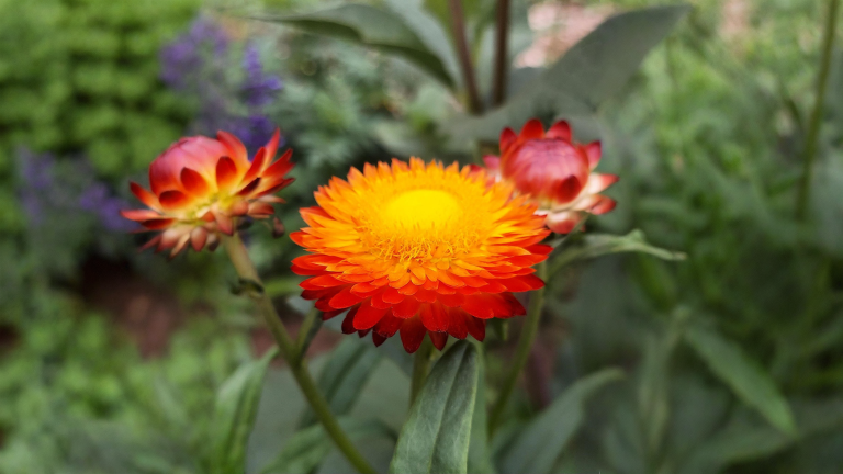 Elicriso a fiore di carta: il petalo che non è un petalo e ti dice l'umidità di casa