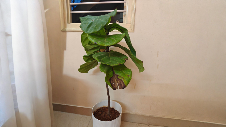 Ficus lyrata perde le foglie dopo l'acquisto: leggere la sequenza della caduta e il test del lattice