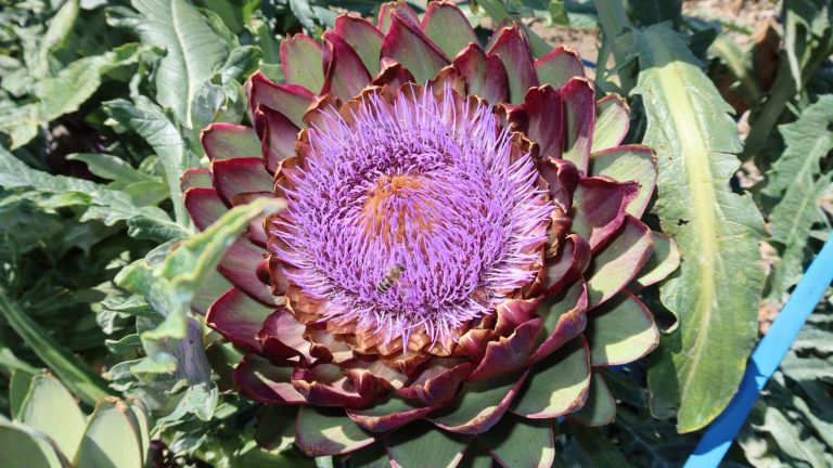 Fiore di carciofo: perché quei pistilli viola fanno rapprendere il latte come il caglio