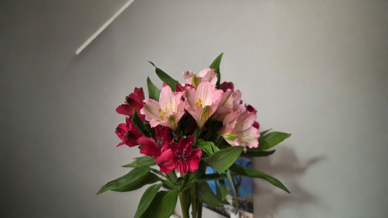Fiori tossici per gatti: riconoscere un giglio vero nel mazzo in 60 secondi