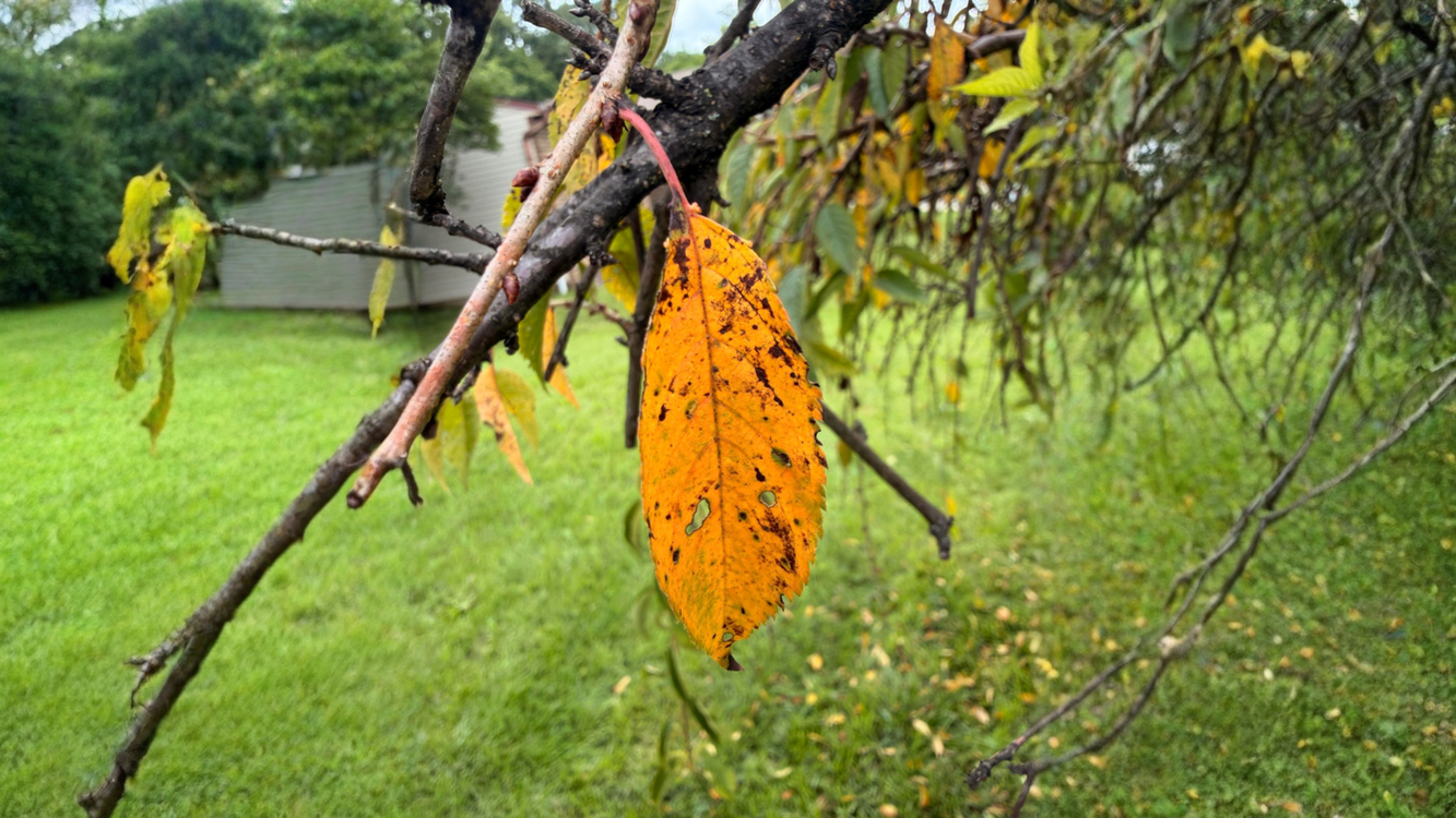 Foglie bucherellate del ciliegio da fiore: perché il rame in estate fa cadere tutto (e come capire se l albero è vivo)