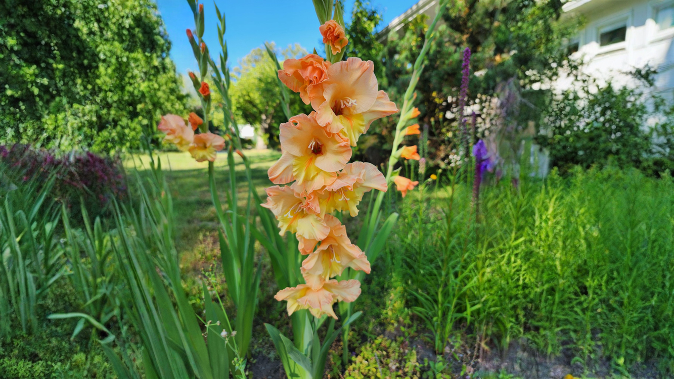 Gladioli dopo la fioritura: il cormo che estrai a ottobre ti dice già se fiorirà l'anno prossimo