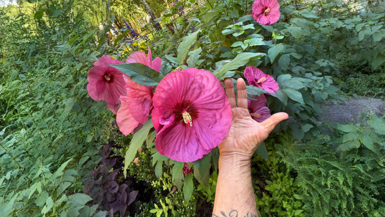 Hibiscus moscheutos, l'ibisco con fiori da 25 cm: i 3 test per riconoscerlo e perché ad aprile sembra secco