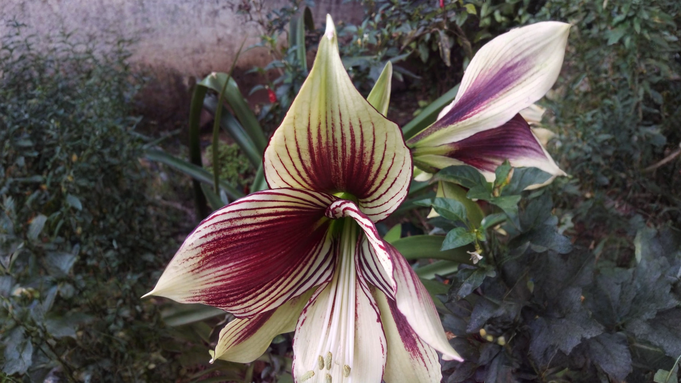 Hippeastrum papilio: l'amarillide farfalla che in autunno non va mai messa al buio