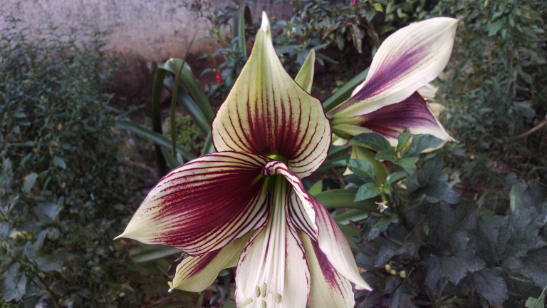 Hippeastrum papilio: l'amarillide farfalla che in autunno non va mai messa al buio