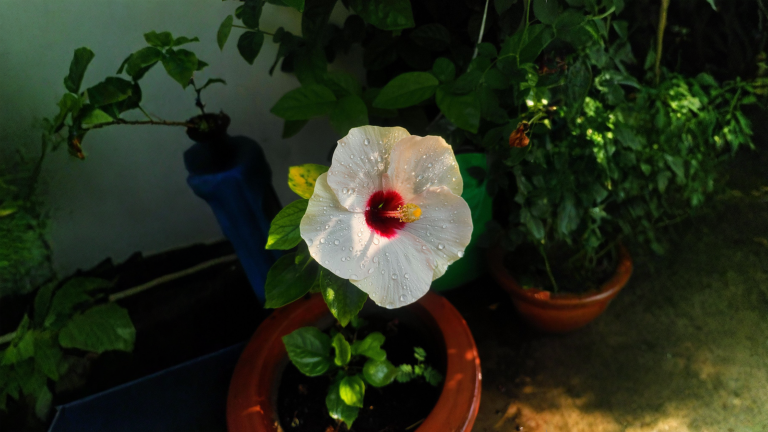Ibisco cambia colore: perché ogni fiore ha una sfumatura diversa e come pilotarla