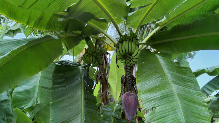 Il banano ha fatto le banane in giardino: si mangiano? Come leggere il casco in 5 minuti