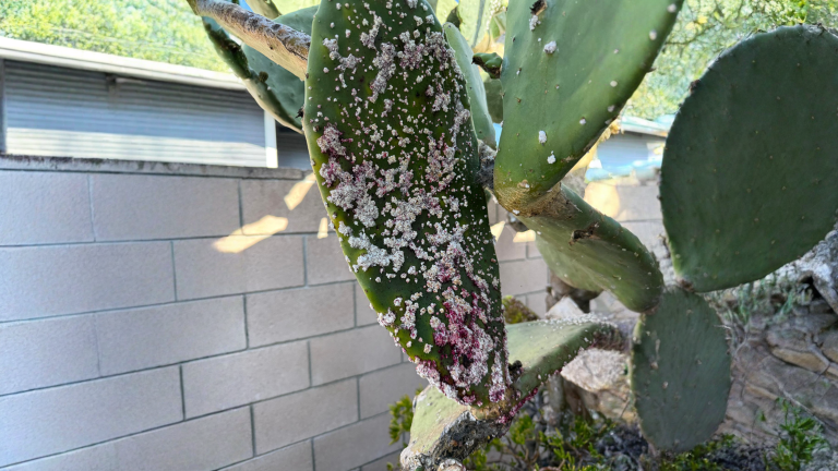 Il cactus diventa viola? Non sta morendo: sta mettendo la crema solare