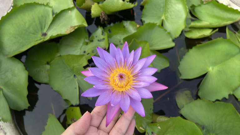 Il fiore che si autoriscalda: guida alla coltivazione del fior di loto in mastello