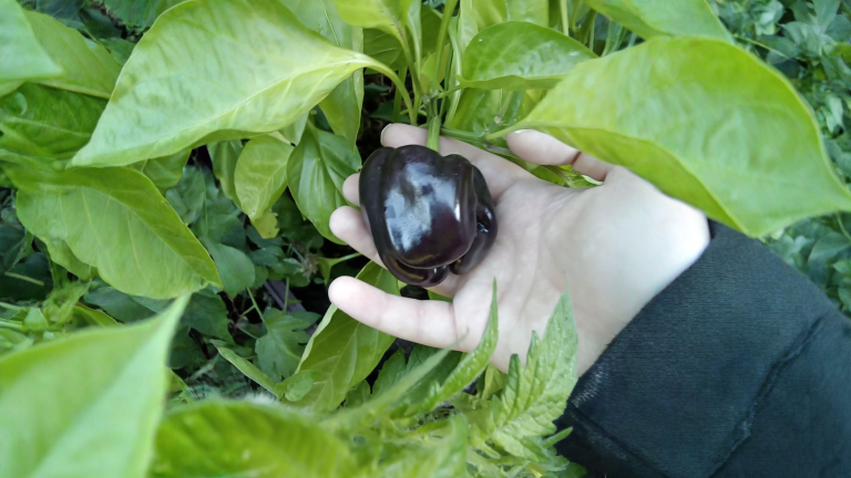 Il peperone verde diventa viola sulla pianta: non è marciume, è abbronzatura