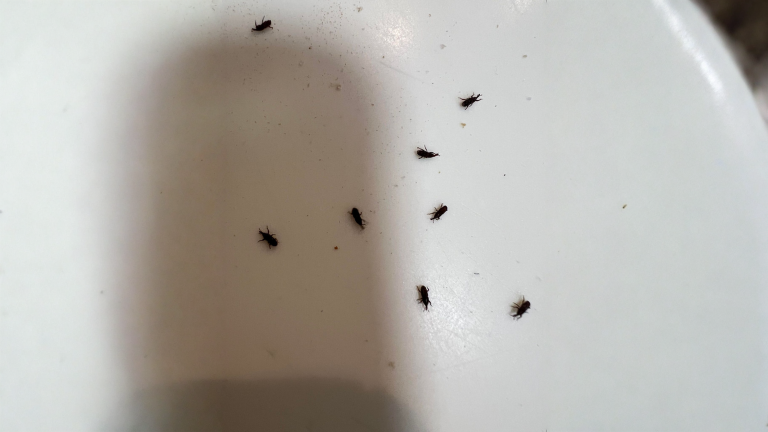 Insetti nella pasta: come capire se sono arrivati con la scatola o vivono già in dispensa