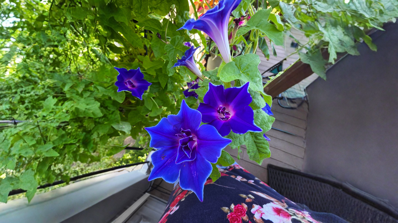 Ipomea con petali in più: il segreto genetico dei fiori doppi e cosa aspettarsi dai semi