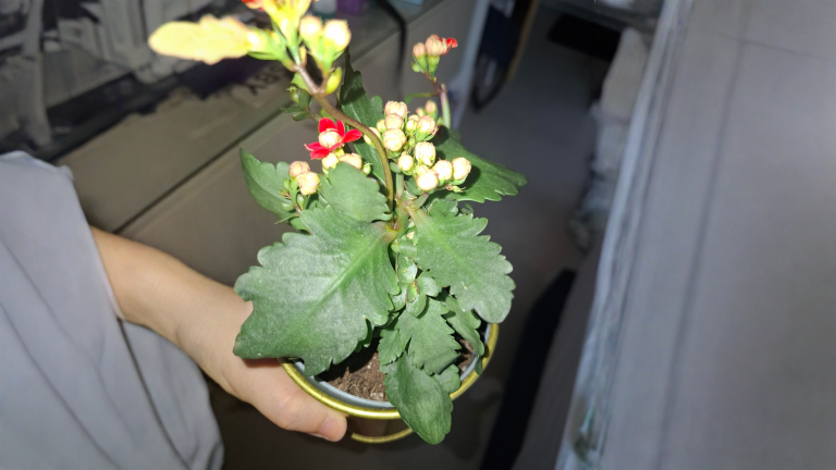 Kalanchoe con foglie molli ma piena di fiori: come capire se ha sete o sta marcendo