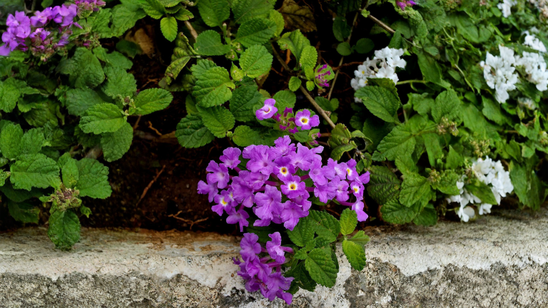 Lantana strisciante viola: impara a leggere il semaforo dei fiorellini e falla cascare dal vaso fino a ottobre