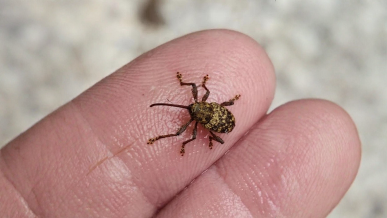 Larva coda di topo nel sottovaso: cos'è quel verme con la coda lunghissima e perché non va ucciso