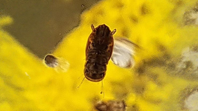 Larve di zanzara nel laghetto: cosa raccontano quelle centinaia di virgole appese sotto l'acqua