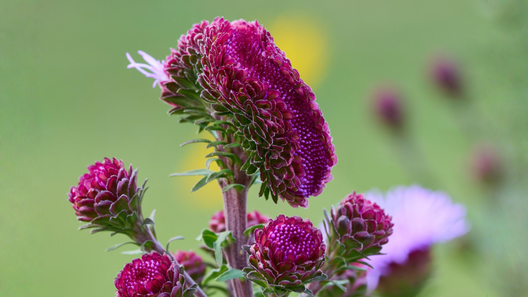 Liatris, la spiga che fiorisce al contrario: come leggerla per taglio, semi e vaso