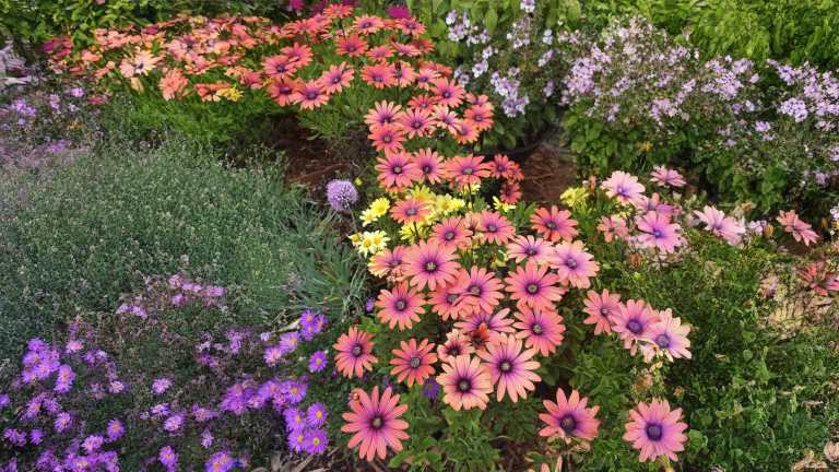 L'osteospermum non fiorisce a luglio? Non è morto: sta solo aspettando le notti fresche