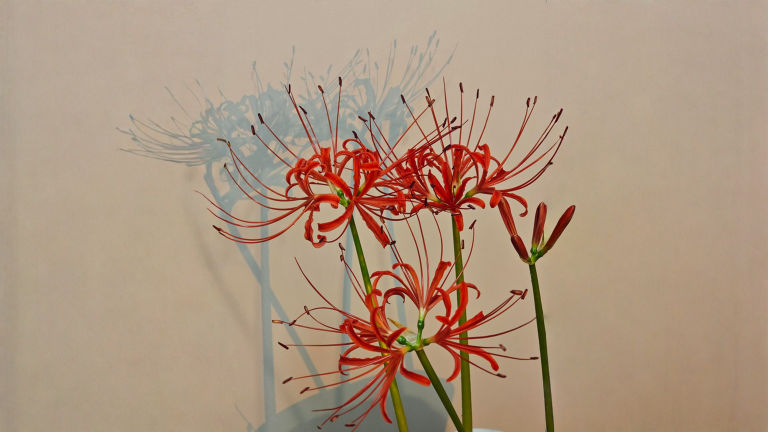 Lycoris radiata, il bulbo che fiorisce nudo in 5 giorni dopo la prima pioggia di fine estate