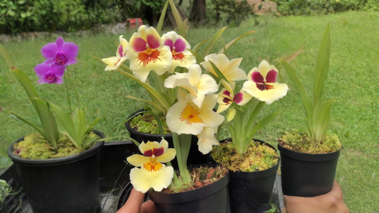 Miltonia con le foglie a fisarmonica: cosa ti sta raccontando davvero la tua orchidea
