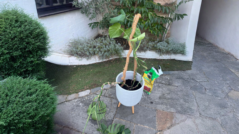 Monstera che si piega: perché il palo di muschio non regge e come rimetterla in asse