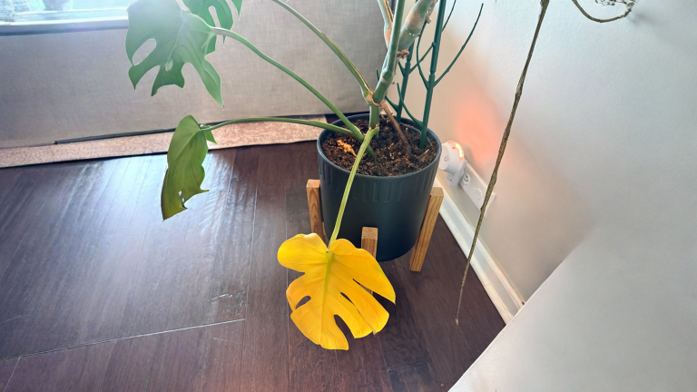 Monstera con una foglia gialla: come capire in 3 mosse se è normale o se è un guaio