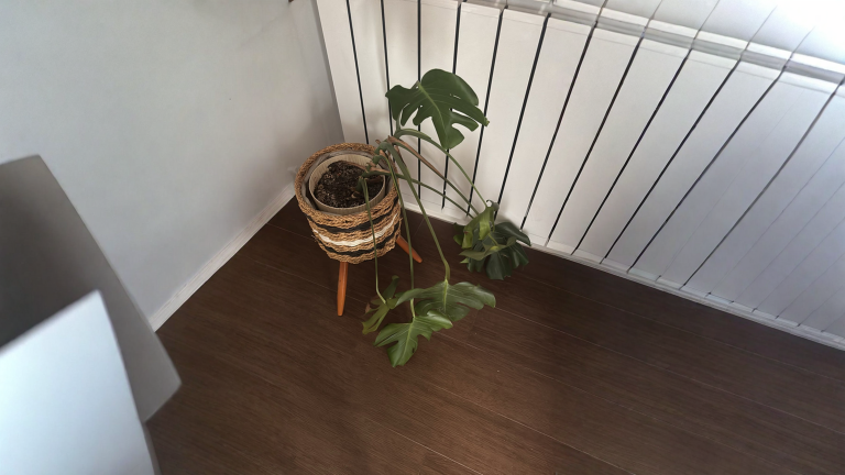 Monstera danni da freddo: i segni che compaiono dopo giorni e cosa tagliare davvero