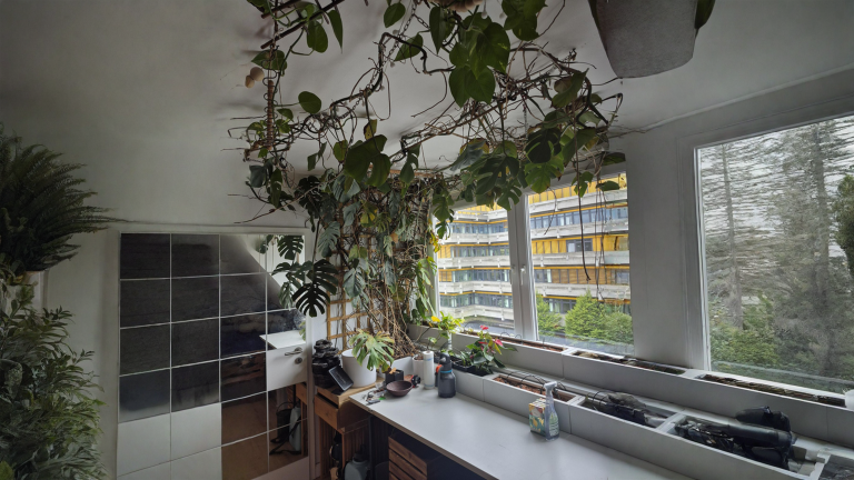 Monstera in argilla espansa e foglie gialle: il sale invisibile che la fa crollare all improvviso