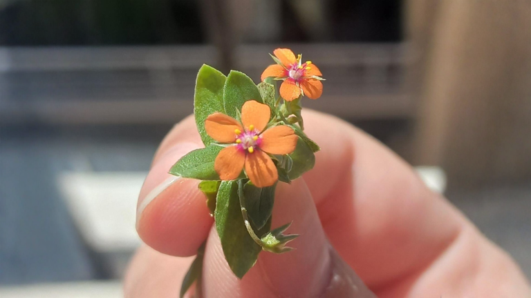 Mordigallina, il fiore che si chiude prima della pioggia: e l'azzurra è un'altra specie
