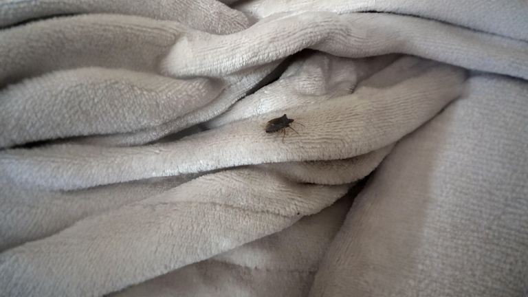Odore di cimice sulle mani: come toglierlo davvero (non è un odore, è un olio)