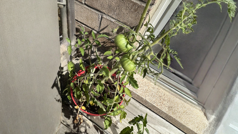 Oleandro e orto: i pomodori accanto alla siepe si possono mangiare davvero?