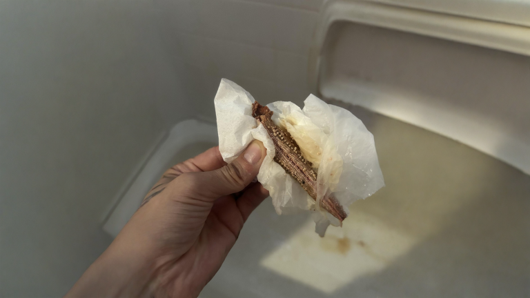 Ooteca di mantide religiosa in casa: come riconoscerla e salvare 200 uova