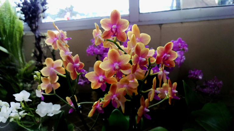 Orchidea Phalaenopsis profumata: perché quella del supermercato non sa di niente e come trovare quella giusta