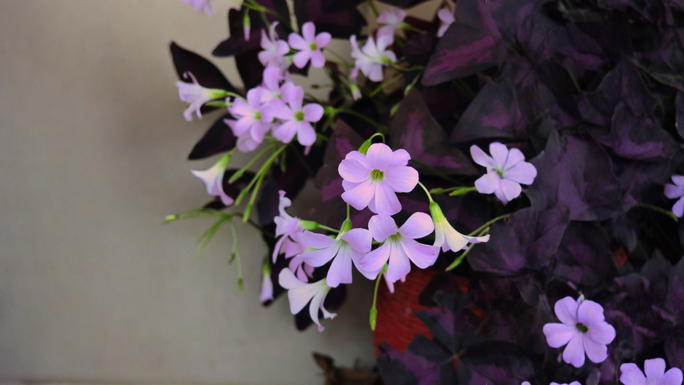 Oxalis, come eliminarla davvero: la risposta è sotto terra, non nelle foglie