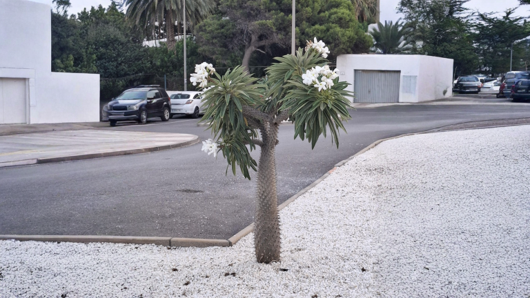 Palma del Madagascar (Pachypodium lamerei): come leggere il tronco e perché in autunno perde tutte le foglie