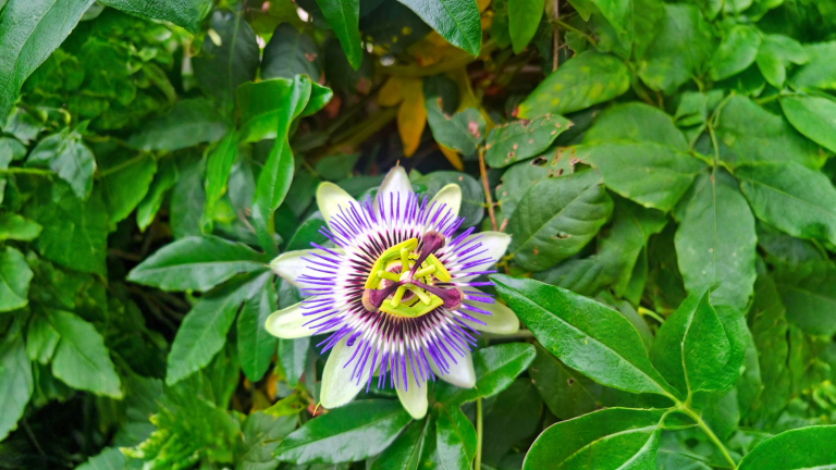 Passiflora non fa frutti? Il segreto sta nei tre stigmi che ruotano in poche ore